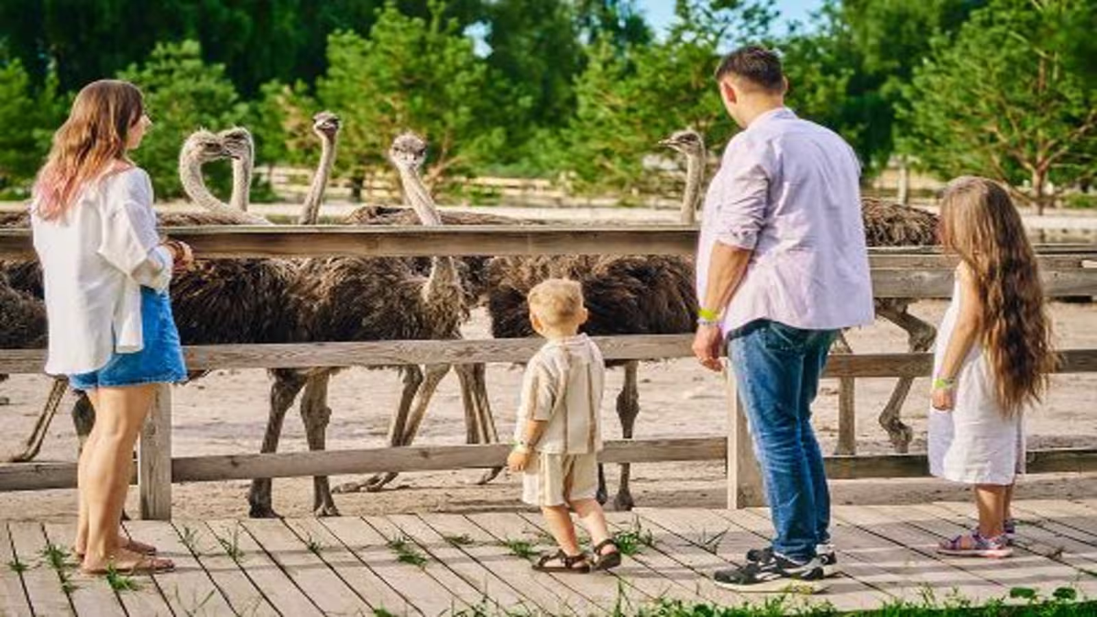 Сімейний екопарк «Ясногородка». Найбільша страусина ферма України за 30 хвилин від Києва — фото 2