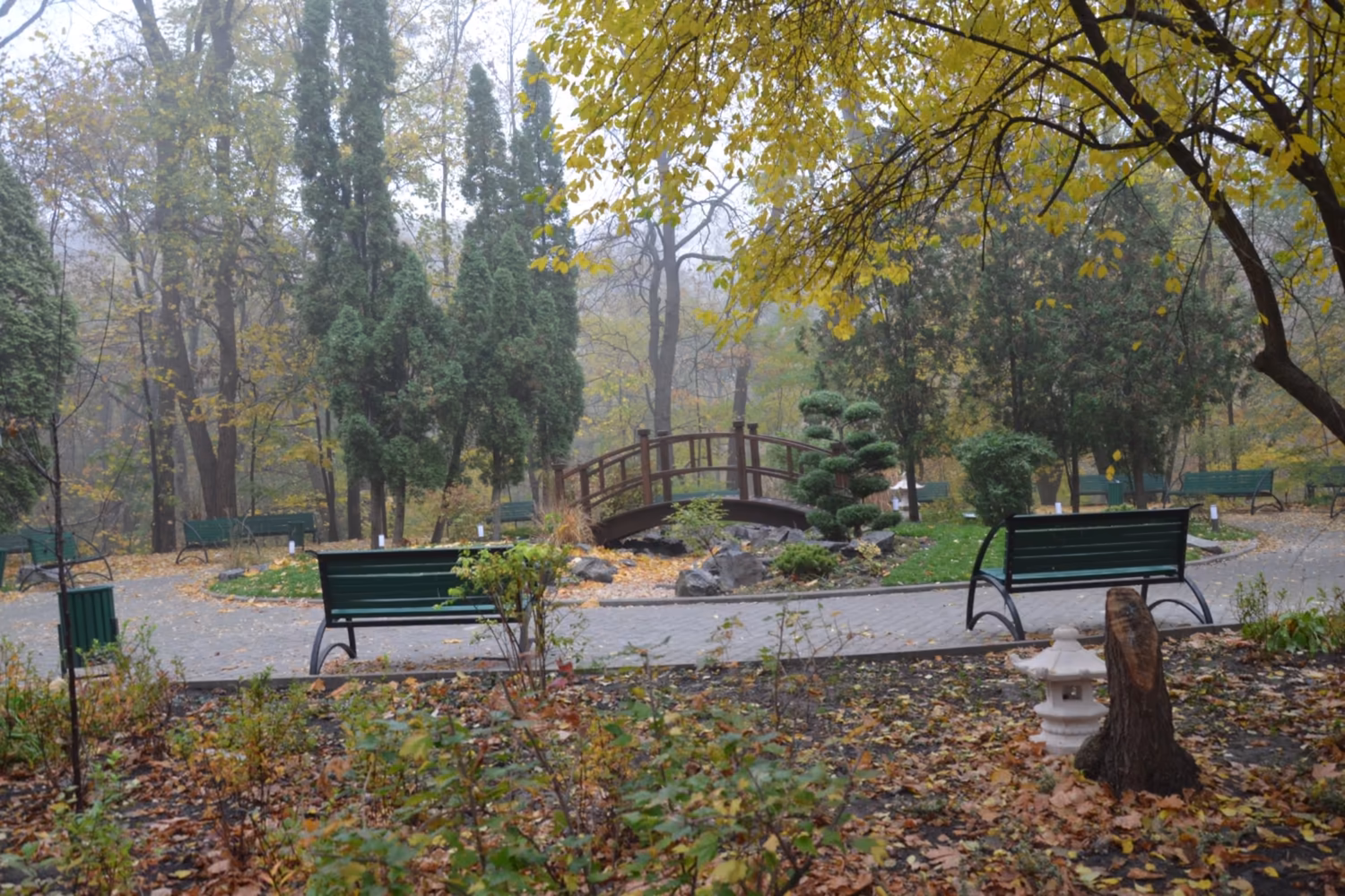 Ботанічний сад ім. акад. О.В. Фоміна. Найстаріший сад Києва: 30-метровий кліматрон, 200-річна пальма і понад 9 000 видів рослин — фото 4